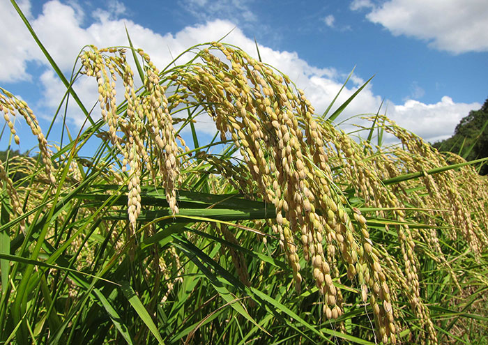 収穫間近です。1反から、約420㎏の玄米が収穫されます。